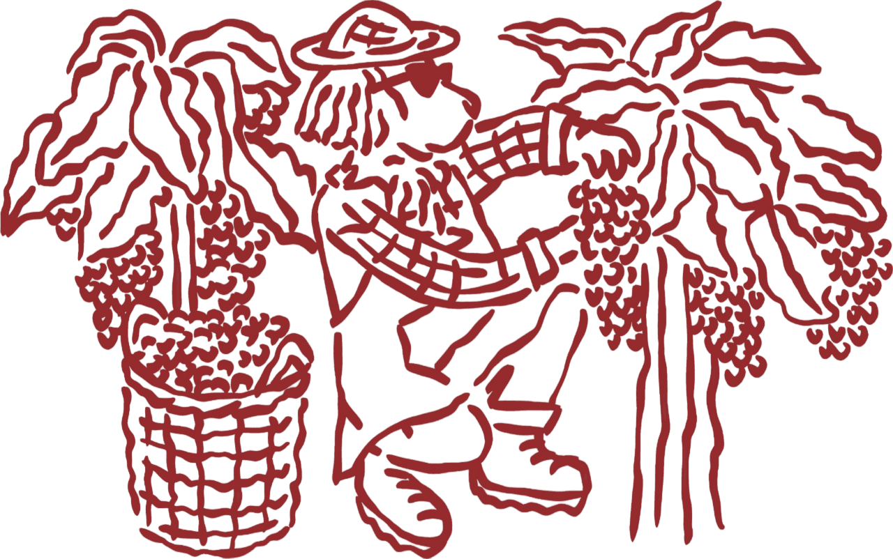 Illustration of a friend harvesting grapes